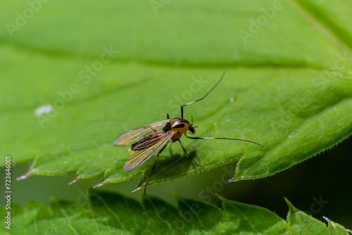 species of pest fly from the family Chloropidae. It is also known as the chloropid gout fly or barley gout fly. It is an oligophagous pest of cereal crops