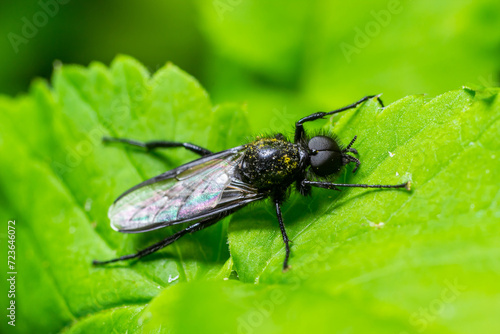 Bibio marci is a fly from the family Bibionidae called March flies and lovebugs. Larvae of this insects live in soil and damaged plant roots