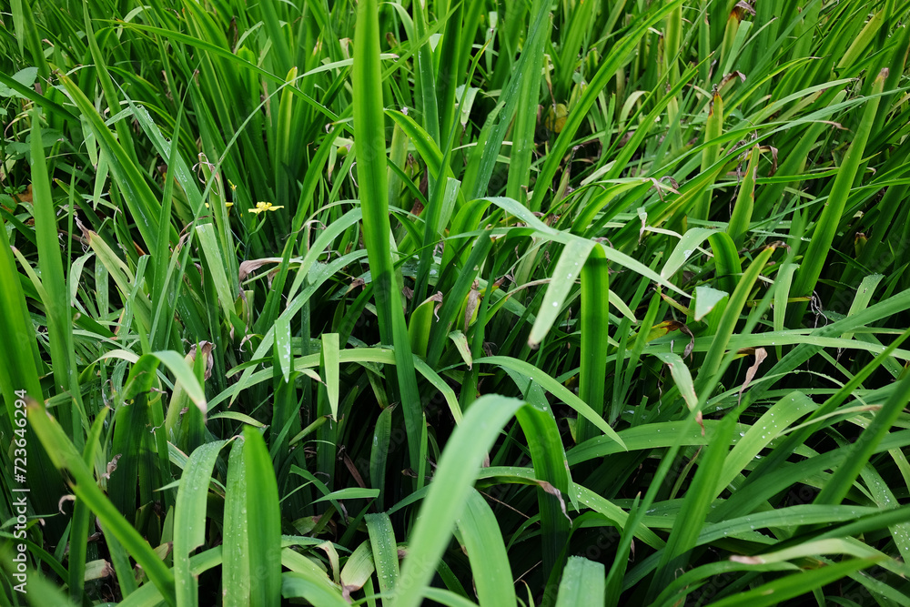 Tropical grass leaves field in garden Tropical grass leaves field in garden