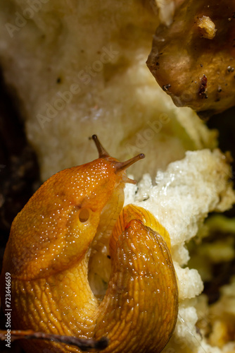 Slug, Dusky Arion, Arion subfuscus, Terrestrial Snail eating a mushroom in the forest photo