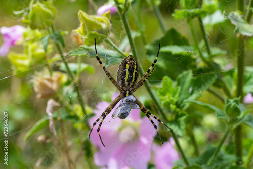 A wasp spider in a large web on a background of green grass on a sunny day. Argiope bruennichi