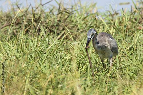 Schwarzhalsreiher und Mosambik-Speikobra / Black-headed heron and Mozambique spitting cobra / Ardea melanocephala et Naja mossambica.. photo