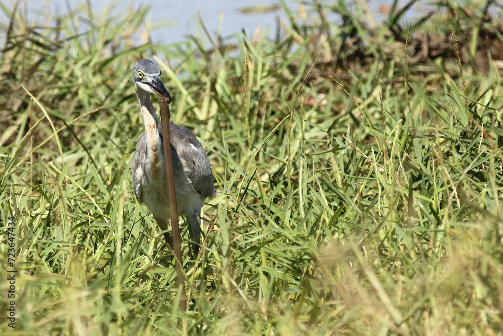 Obraz premium Schwarzhalsreiher und Mosambik-Speikobra / Black-headed heron and Mozambique spitting cobra / Ardea melanocephala et Naja mossambica..