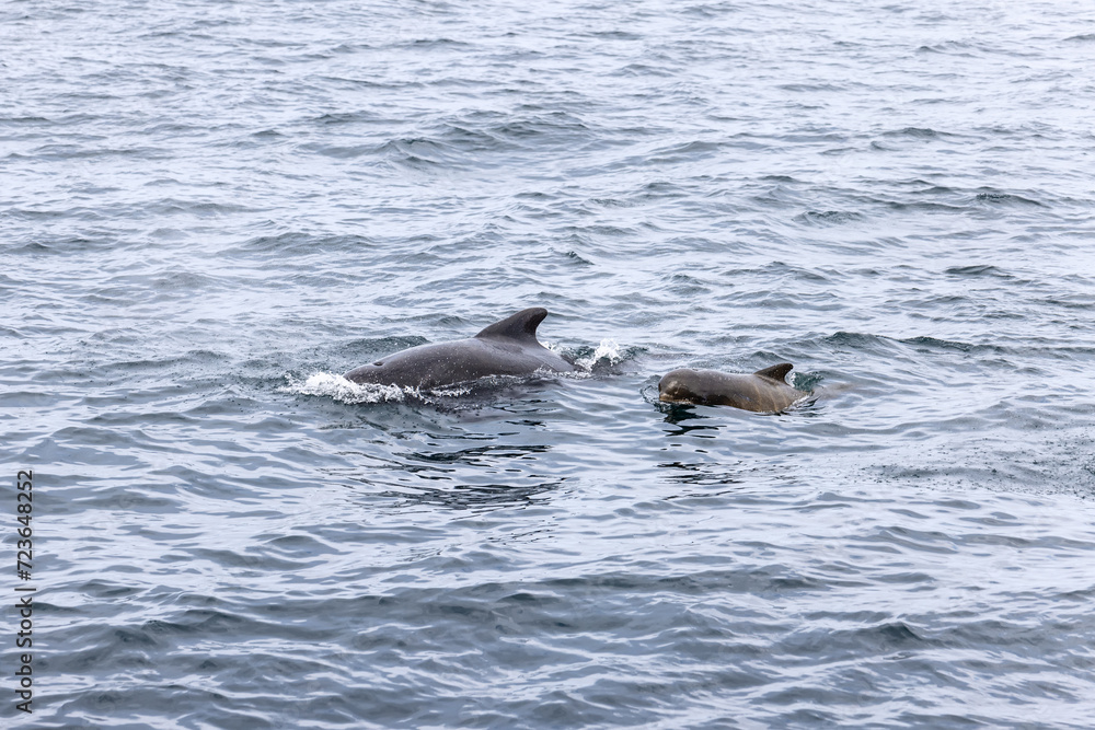 Obraz premium The calm sea near Andenes is broken by a pilot whale and her calf, showcasing the gentle side of nature on a sea excursion. Lofoten Islands, Norway