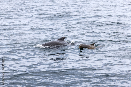 The calm sea near Andenes is broken by a pilot whale and her calf, showcasing the gentle side of nature on a sea excursion. Lofoten Islands, Norway