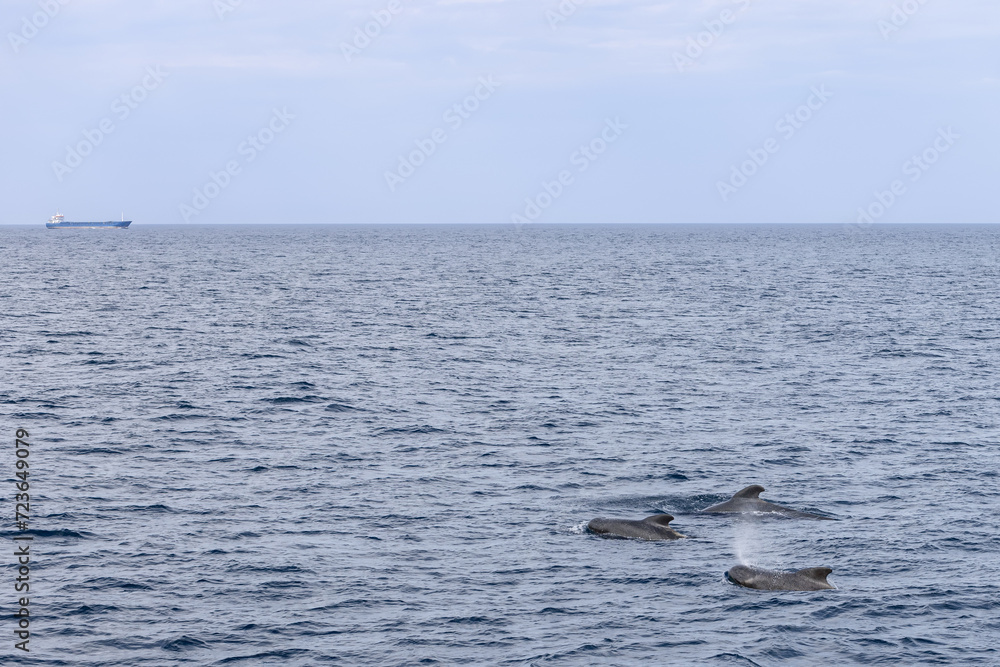 Fototapeta premium Against the vast Norwegian Sea, three adult pilot whales (Globicephala melas) swim peacefully, with the distant profile of a cargo ship near Andenes