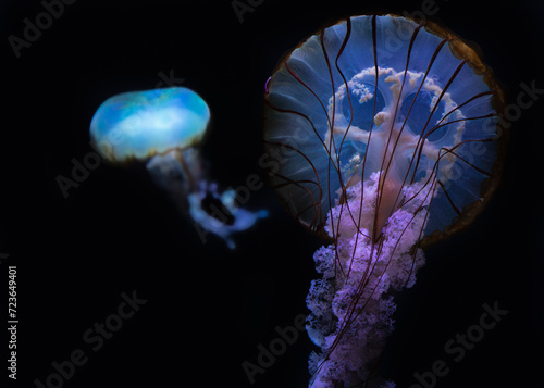 Two Jellyfish Floating Gracefully in the Serene Dark Depths of the Ocean photo