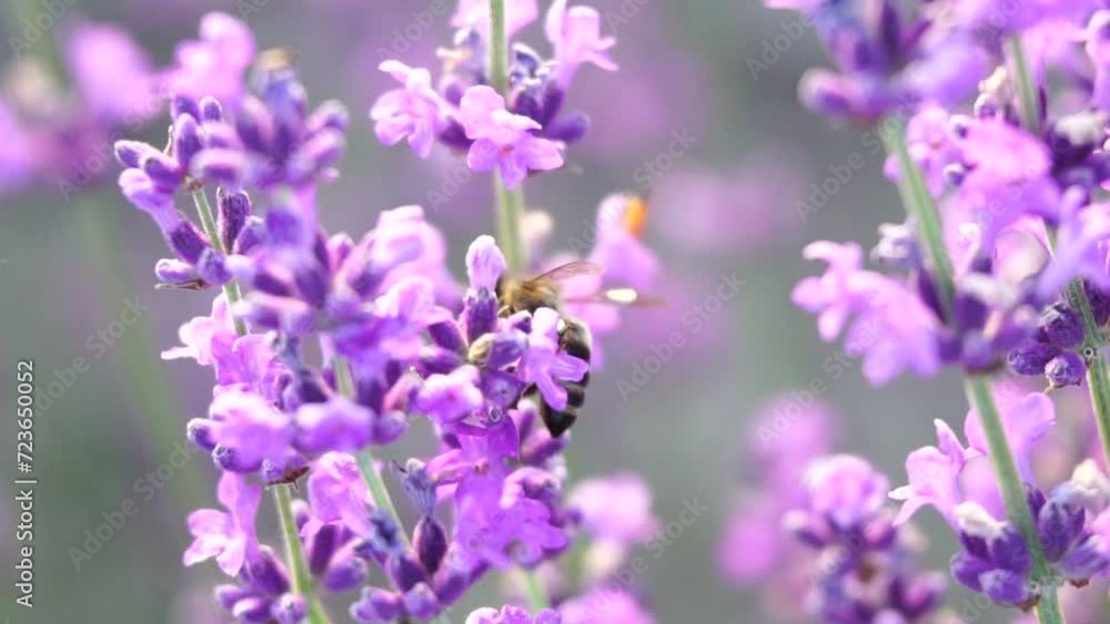 Lavender fields with fragrant purple flowers pollinated by bee at sunset. Lush lavender bushes in endless rows. Organic Lavender Oil Production in Europe. Garden aromatherapy. Slow motion, close up Lavender fields with fragrant purple flowers pollinated by bee at sunset. Lush lavender bushes in endless rows. Organic Lavender Oil Production in Europe. Garden aromatherapy. Slow motion, close up
