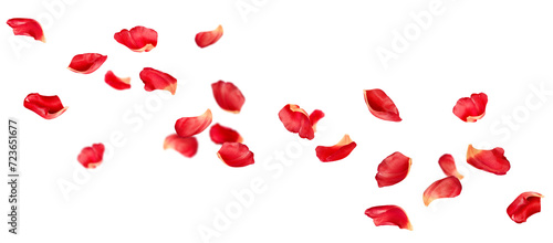 many petals soaring on isolated white background photo