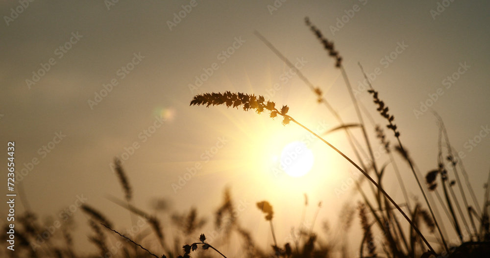 Obraz premium Grass field sunset Beautiful landscape with grasses meadow on sunlight. Countryside heaven amazing field scene grass meadow on sunbeam nature dawn. Sunset dawn landscape vibrant scenery horizontal
