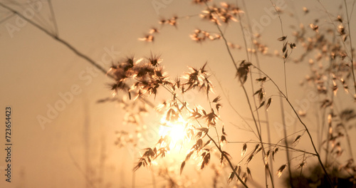 Grass field sunset Beautiful landscape with grasses meadow on sunlight. Countryside heaven amazing field scene grass meadow on sunbeam nature dawn. Sunset dawn landscape vibrant scenery horizontal