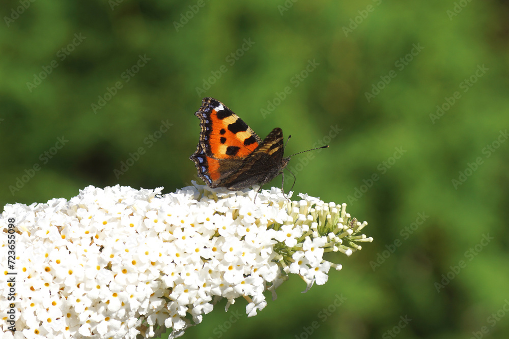 Small tortoiseshell (Aglais urticae, family Nymphalidae on white flowers of a summer lilac (Buddleja davidii). Blurred green, Dutch garden, Summer, August. Small tortoiseshell (Aglais urticae, family Nymphalidae on white flowers of a summer lilac (Buddleja davidii). Blurred green, Dutch garden, Summer, August.
