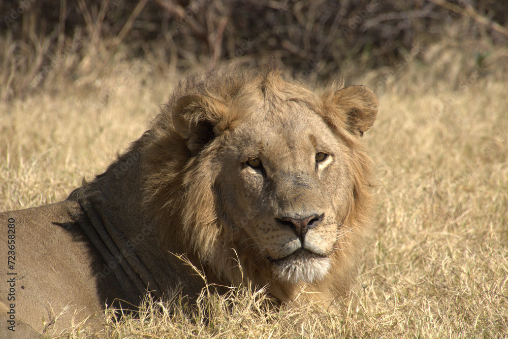 Fototapeta premium Male Lion