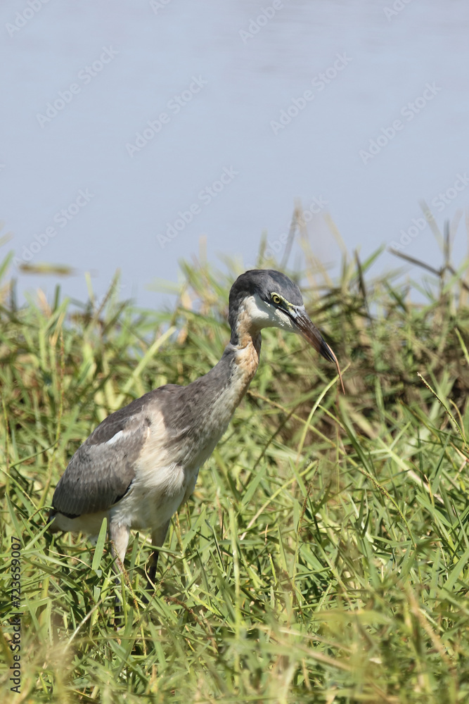Schwarzhalsreiher und Mosambik-Speikobra / Black-headed heron and Mozambique spitting cobra / Ardea melanocephala et Naja mossambica..