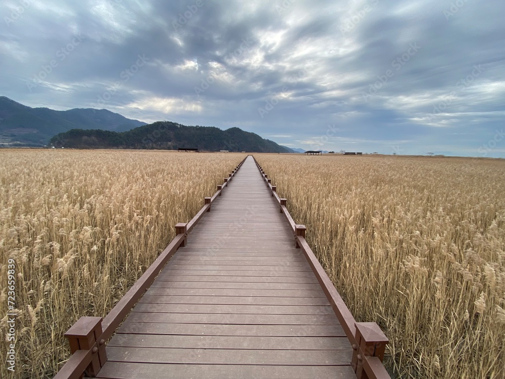 Fototapeta premium boardwalk in the dunes