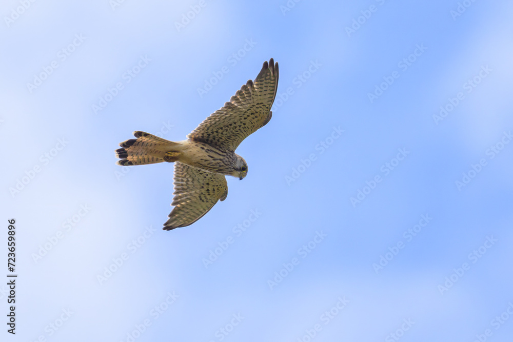 Obraz premium A Common Kestrel in flight on a sunny day in summer
