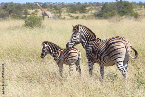 Steppenzebra   Burchell s zebra   Equus quagga burchellii.