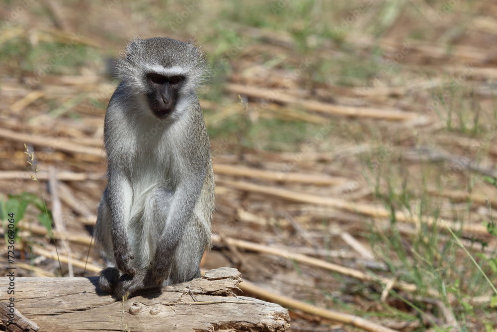 Grüne Meerkatze / Vervet monkey / Cercopithecus aethiops . Grüne Meerkatze / Vervet monkey / Cercopithecus aethiops .