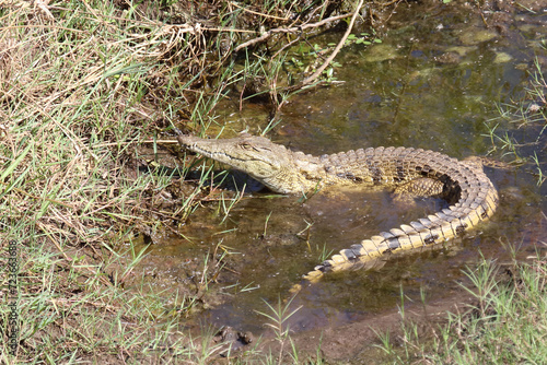 Nilkrokodil / Nile crocodile / Crocodylus niloticus. photo