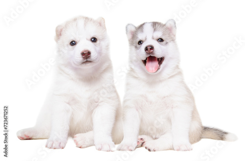 Two cute husky puppies sitting together isolated on white background