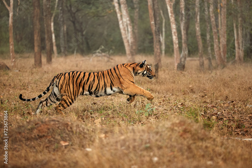 Hunting Tiger theme  Bengal tiger  Panthera tigris  wild tiger running through trees  side view  hunting tiger. Tigress in her natural habitat. Nagarahole  Karnataka  India. 