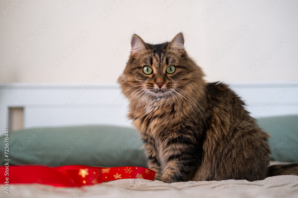A hairy, beautiful Siberian cat sits on the bed. Cat and Valentine's Day. Horizontal photo