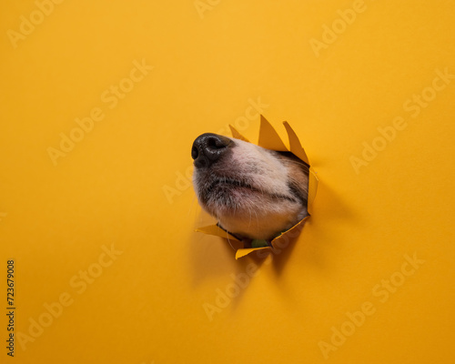 Fototapeta Naklejka Na Ścianę i Meble -  Jack Russell Terrier dog nose sticking out of torn paper orange background. 