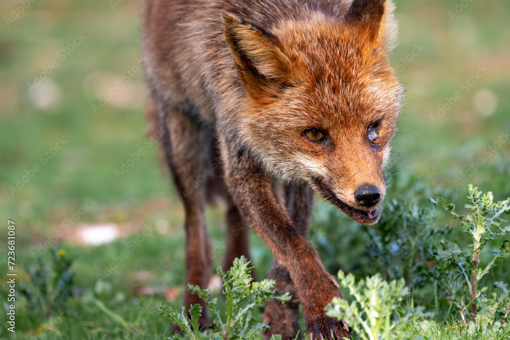 Beautiful close-up portrait of a red fox walking through the grass with an injured eye in Sierra Morena, Andalusia, Spain, Europe Beautiful close-up portrait of a red fox walking through the grass with an injured eye in Sierra Morena, Andalusia, Spain, Europe