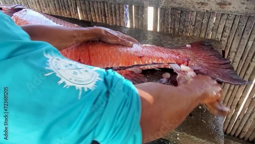 Close up Man hands working  cut and open longside snapper cubera fish, street fish market photo