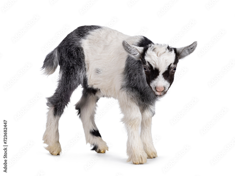 Adorable black and white racoon look alike baby Dutch Land race goat, standing side ways. Looking straight to camera showing both eyes. Isolated on a white background.