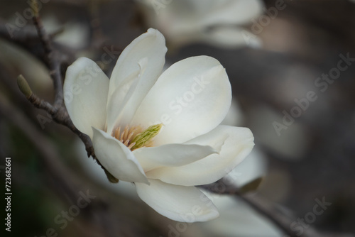 後ろをぼかして斜めに見たハクモクレン(Magnolia denudata)の花をクローズアップ photo