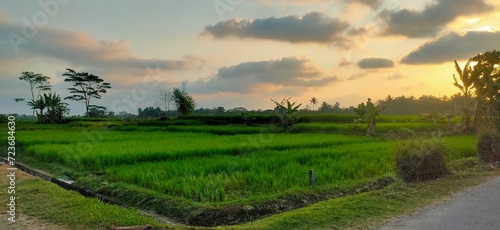 Rice Field at sunset Scenery 