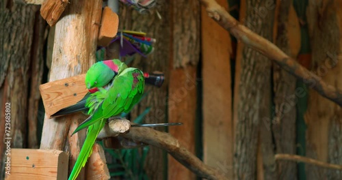 Ring-necked Parrot green colour in close-up vibrant example of exotic birds perches on branch Ring-necked Parrot plumage display of nature's art. Ring-necked Parrot symbol of avian diversity. photo