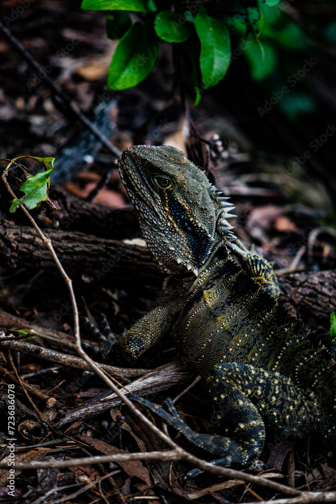 Obraz premium Close up of lizard