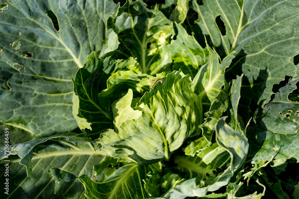 Cabbage or headed cabbage in a permaculture garden, brassica oleracea Cabbage or headed cabbage in a permaculture garden, brassica oleracea