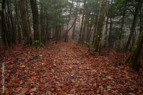 霧が湧く晩秋の森