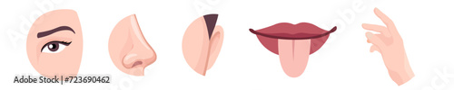 Sense organs set. Eyes and nose for sight and smell with ears and tongue for sensing sound and touch vector taste