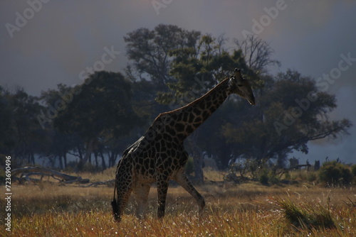 giraffe walking while land in the background burns