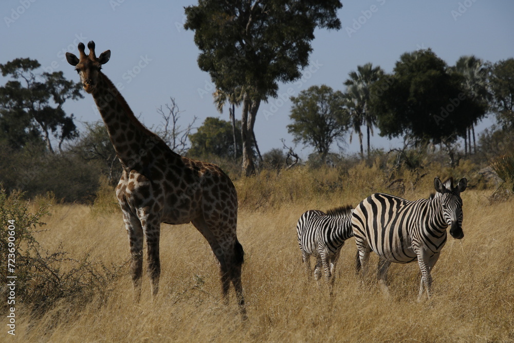 Obraz premium zebras and giraffe in africa