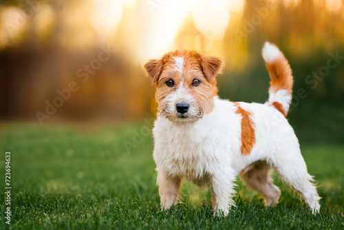 Jack russell terrier stands on a green lawn on an orange background and looks into the camera
