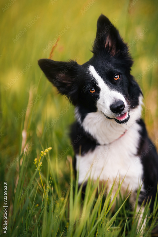 Black and white border collie sits in tall green grass and looks at the camera