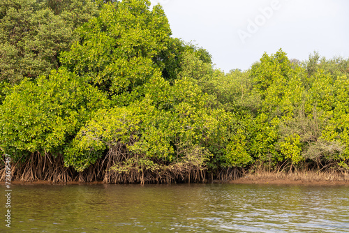 A landscape with mangroves , 