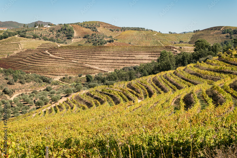 Entre serras e vinhas: A serenidade outonal da zona rural de Trás-os-Montes, Portugal