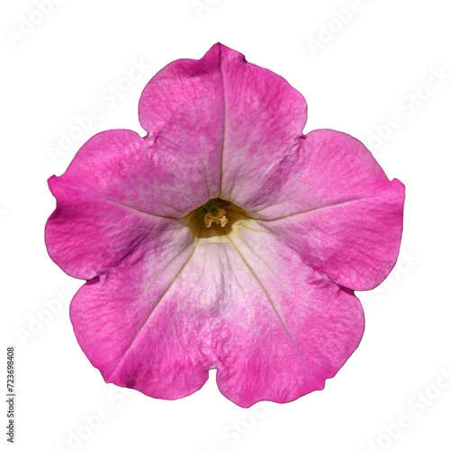 Pink petunia flower 