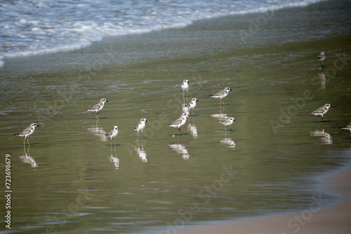 Siberian sand plover, Charadrius mongolus is a family of  Charadriidae.