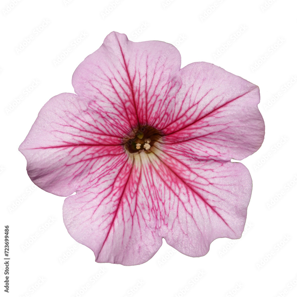 Pink petunia flower 