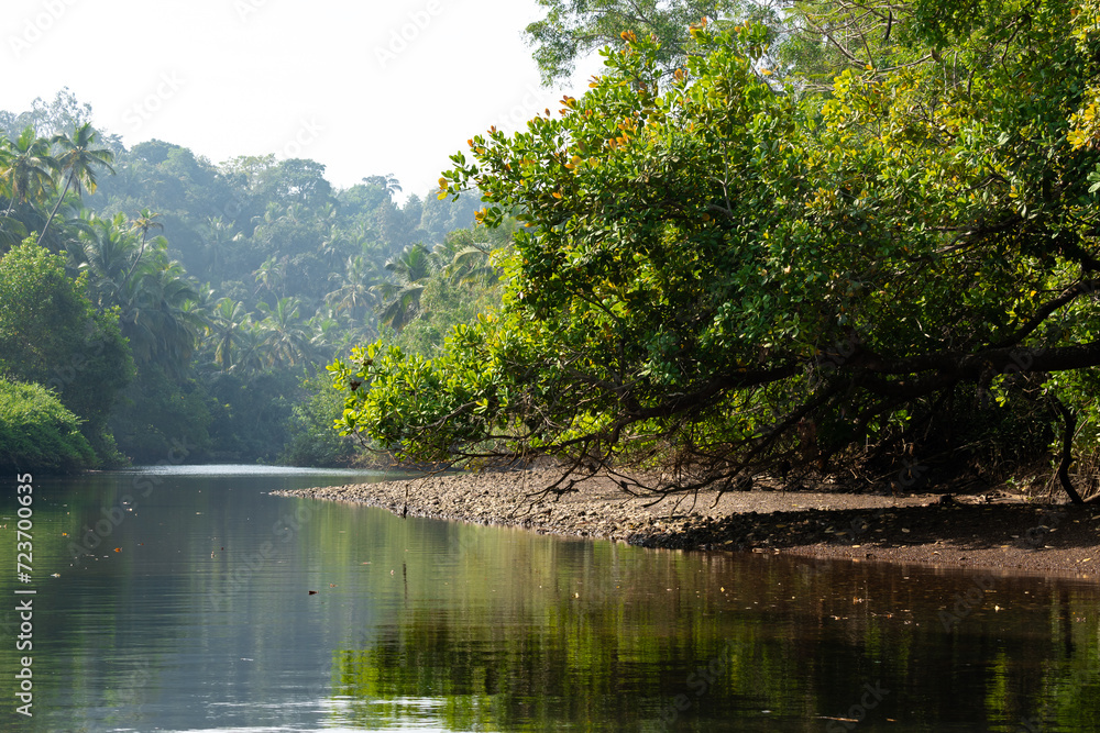 Landscape with mangroves and palm trees. Landscape with mangroves and palm trees.