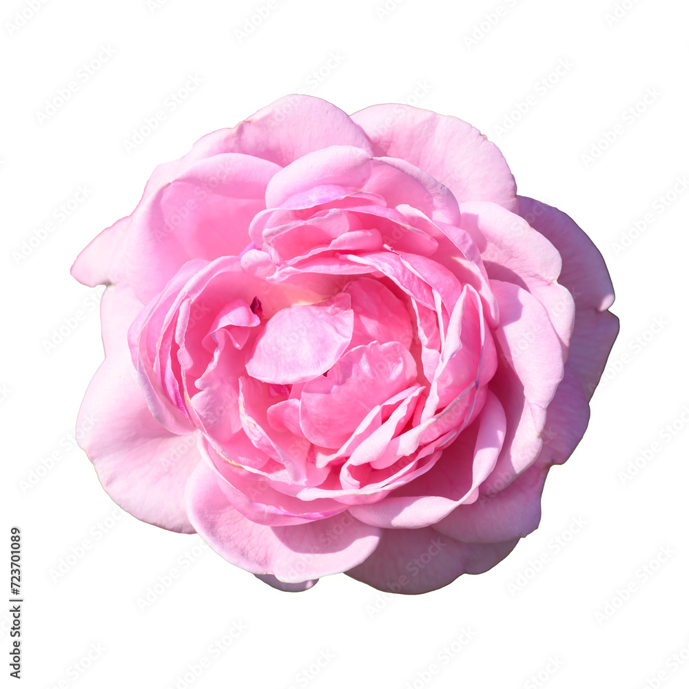 Pink rose flower blossom, Beautiful flowering Pink rose flower blossom, Beautiful flowering
