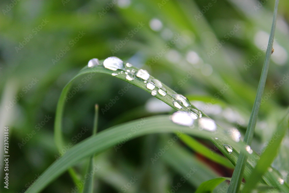 Wassertropfen auf Grashalm Wassertropfen auf Grashalm