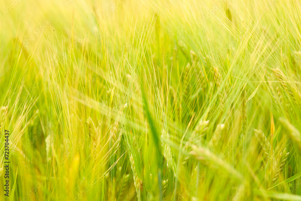green wheat field on the farm field green wheat field on the farm field